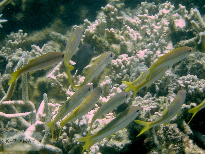 Yellowfin goatfish