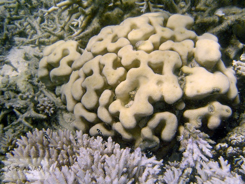 Brain-coral