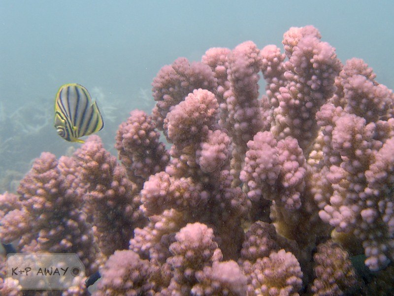 Butterflyfish in the Bush coral