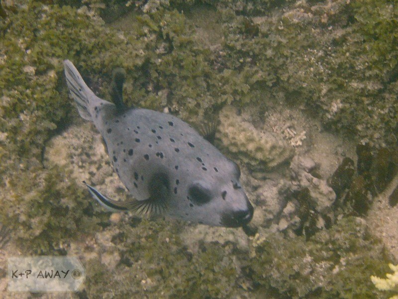 Blackspotted pufferfish