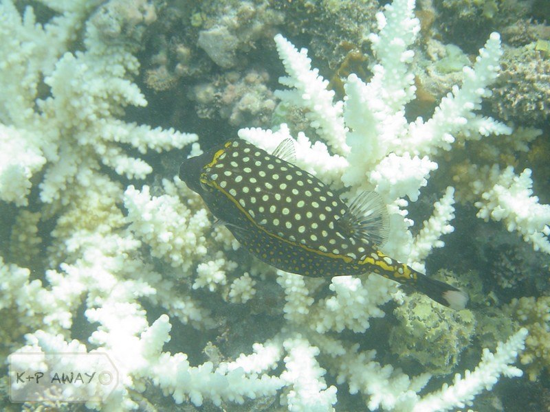 Male whitespotted boxfish