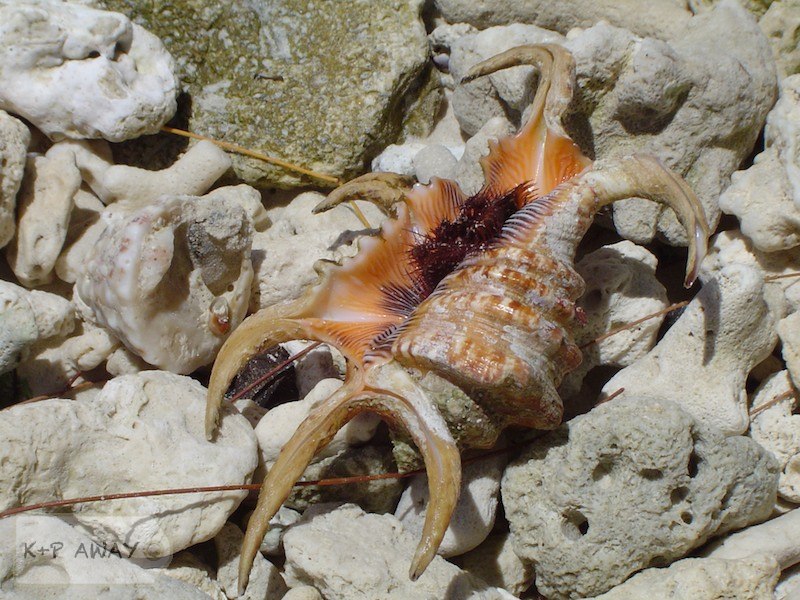 Shell with a landlord