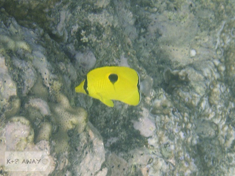 Typical solo yellow butterflyfish