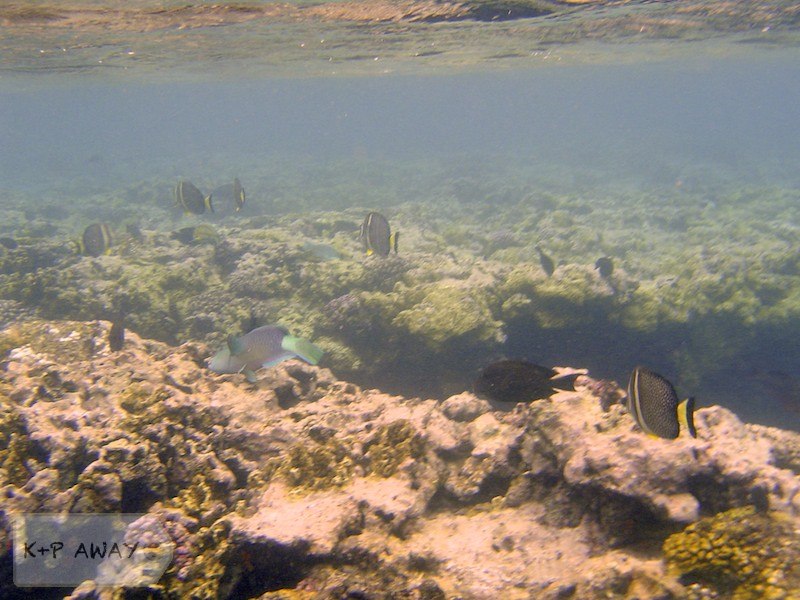 Top of the reef feeding