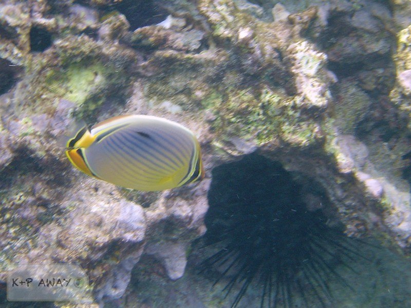 Rip butterflyfish