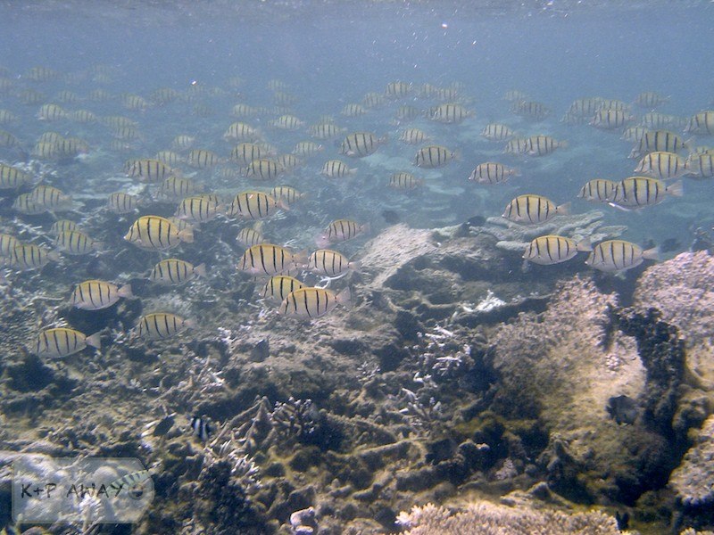 Distant pack of surgeonfish