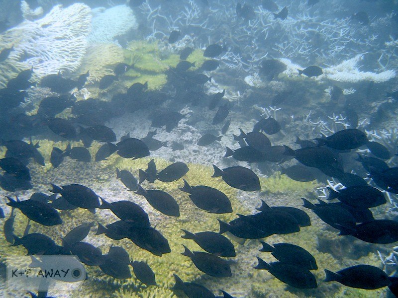 Large pack of surgeonfish