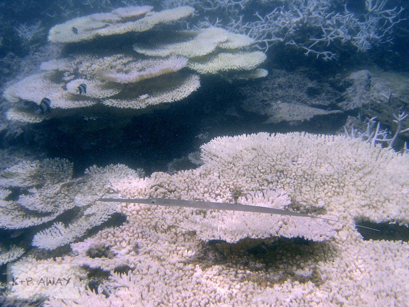 Flutemouth among table corals