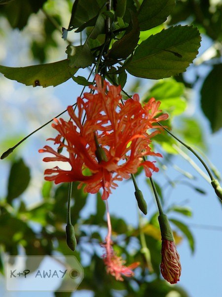 Red flowering hibiscus