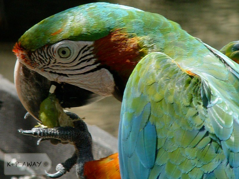 Parrot
