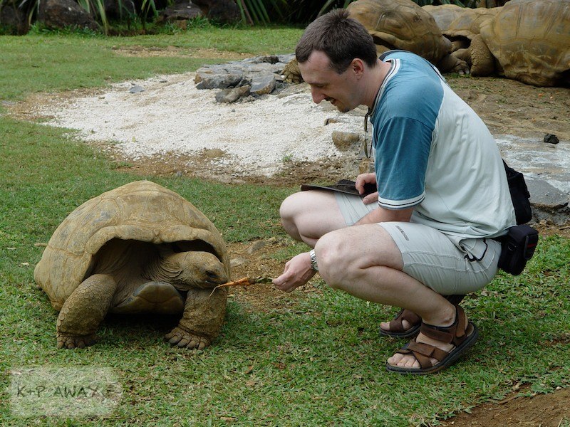 Feeding the giant turtles