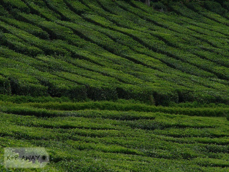 Tea plantation