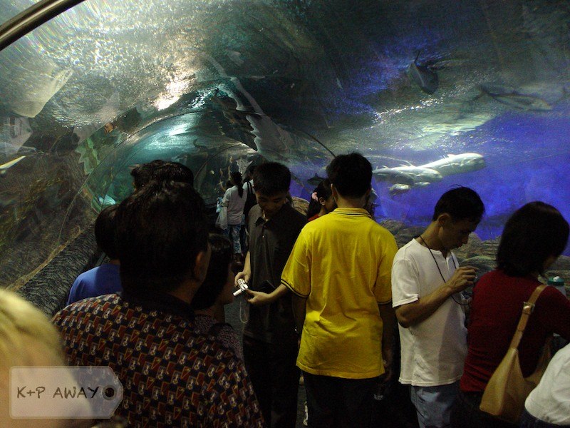 Crowds in the underwater tunnel