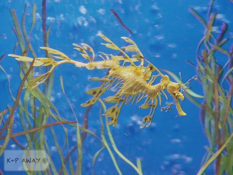 Leafy seahorse