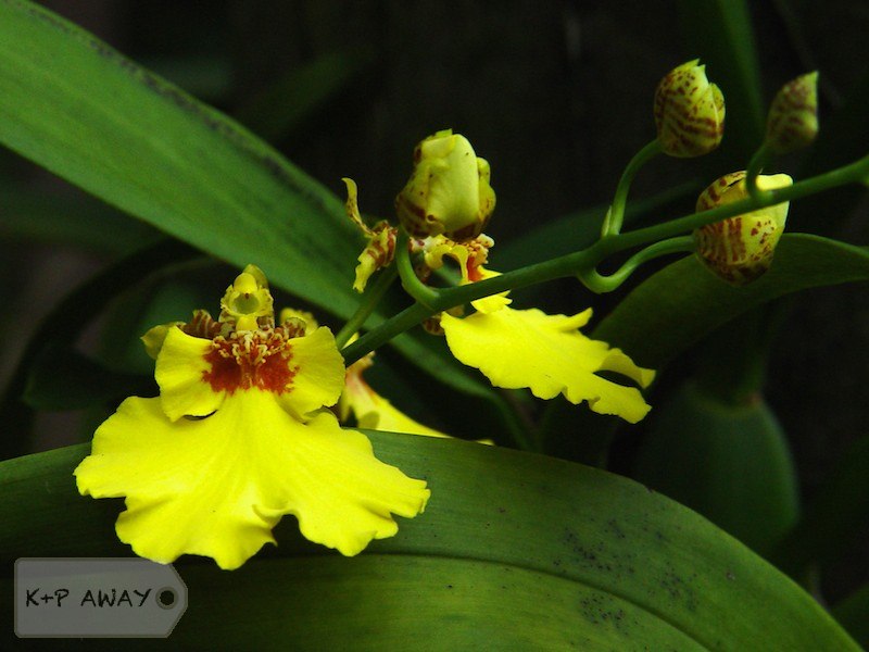 Yellow orchids - garden