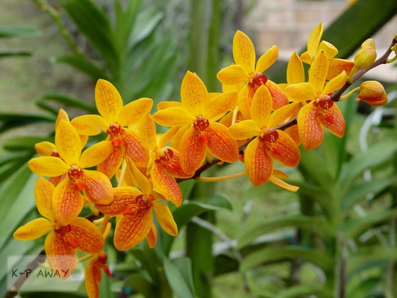 Orange dotted orchids - garden