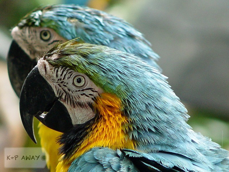 Giant parrots - macaws