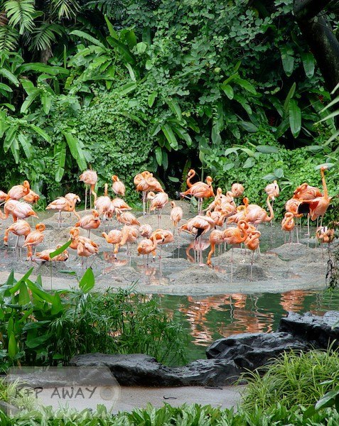 Flamingoes in Jurong birdpark