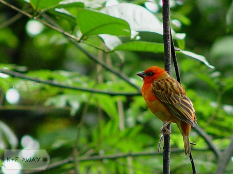What is this bird?