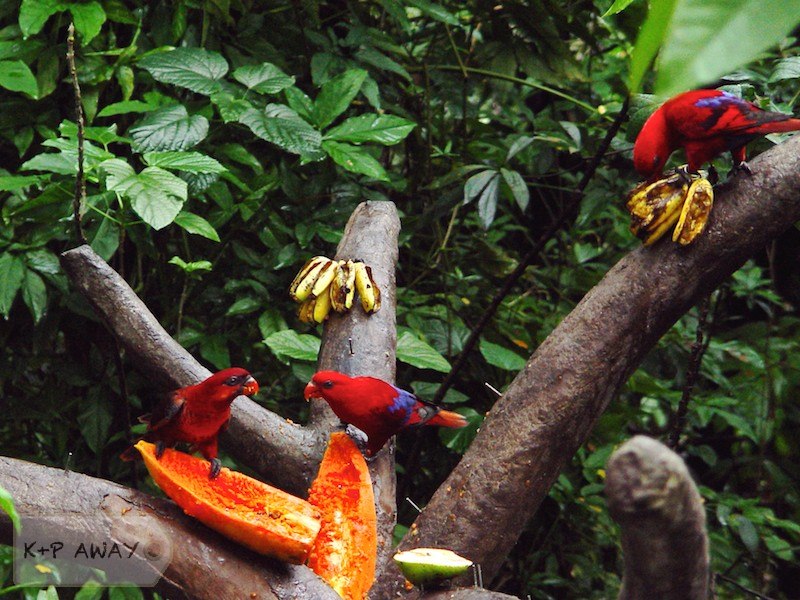 Red lory (Eos rubra) feeding
